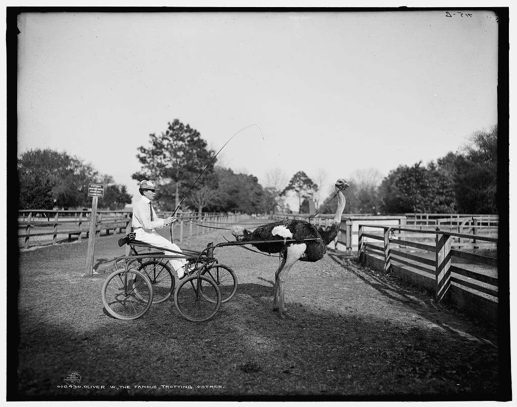 Black and white photo showing an ostrich, presumably Oliver, hitch to a one-man carriage.