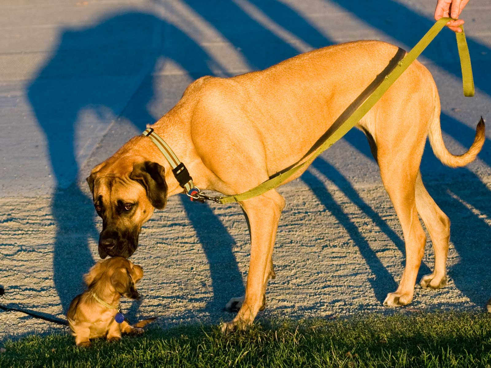 Big and Small Dog both are light brown