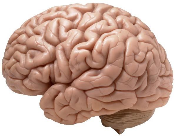 The human brain.