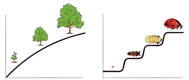 The graph to the left shows three stages in the continuous growth of a tree. The graph to the right shows four distinct stages of development in the life cycle of a ladybug.